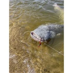 CHATTERBAIT BLACK CAT CAT CHATTER - 70G 9 CHATTERBAIT BLACK CAT CAT CHATTER - 70G -Peche Brume Soldes Magasin chatterbait black cat chatter 70g z 2625 262523 4